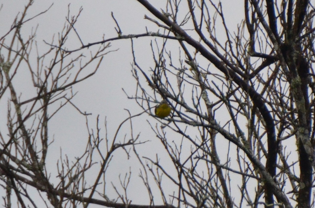 Magnolia Warbler - ML613650880