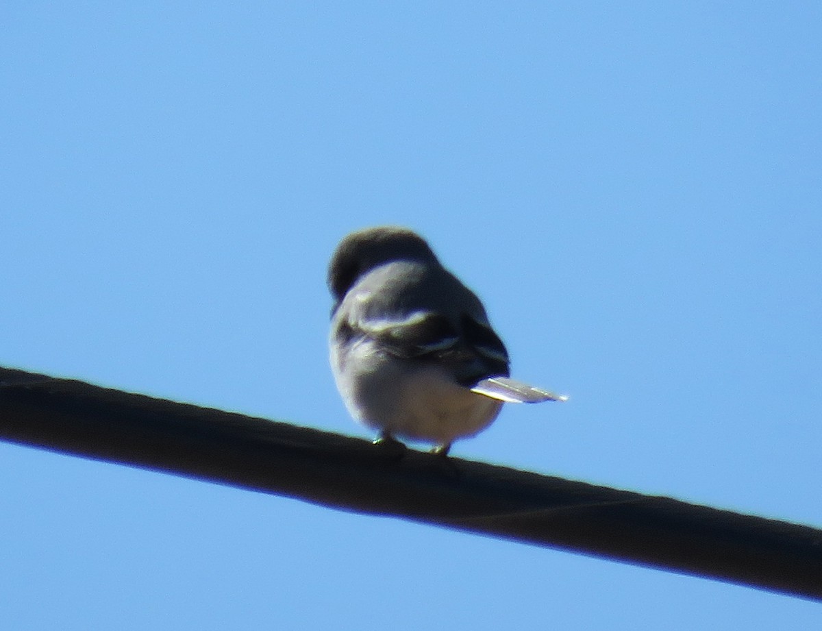 Loggerhead Shrike - ML613650885