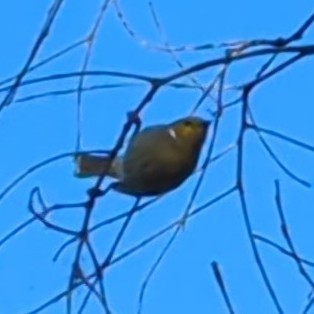 White-plumed Honeyeater - ML613650896