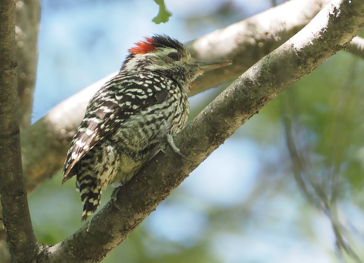 Striped Woodpecker - ML613650898