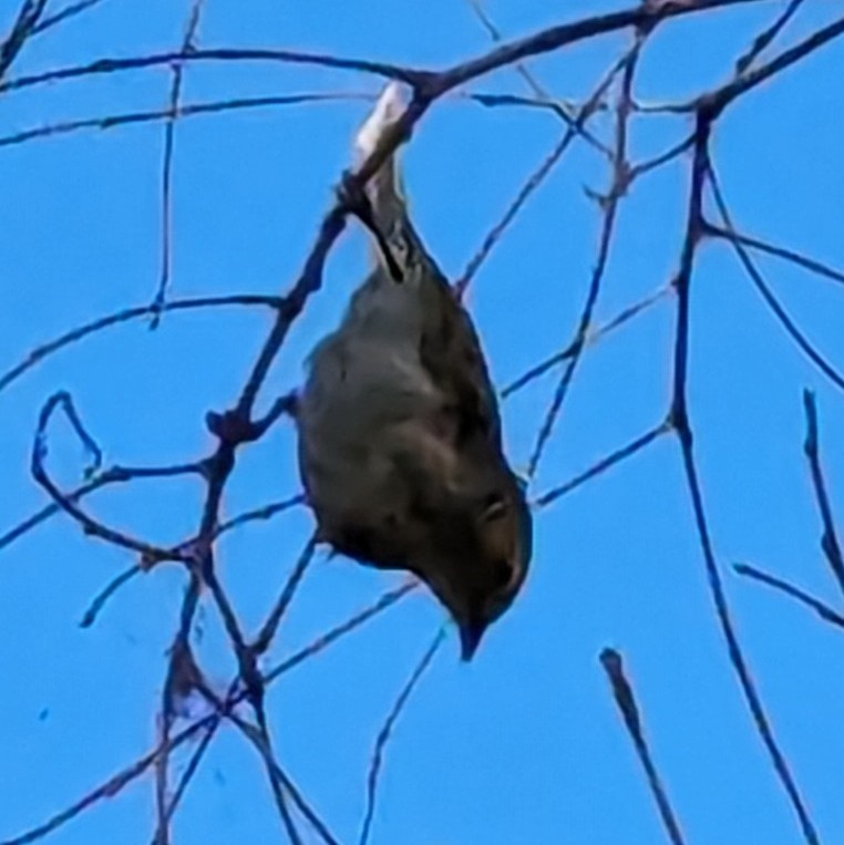 White-plumed Honeyeater - ML613650900