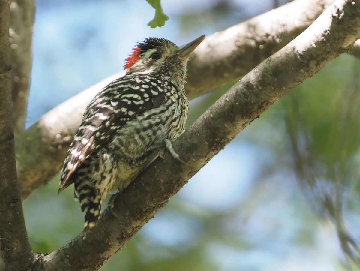 Striped Woodpecker - ML613650905