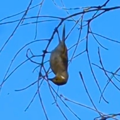 White-plumed Honeyeater - ML613650910