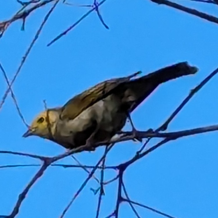 White-plumed Honeyeater - ML613650937