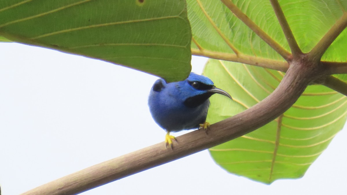 Purple Honeycreeper - ML613650954