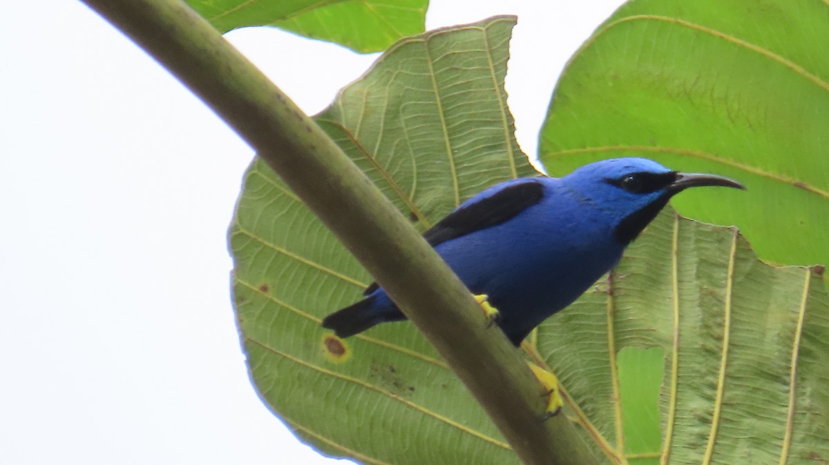 Purple Honeycreeper - ML613650955