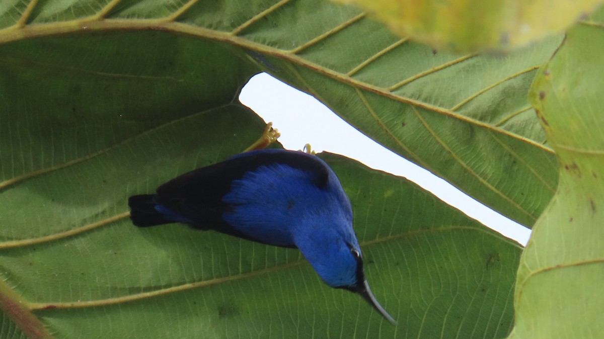 Purple Honeycreeper - ML613650956