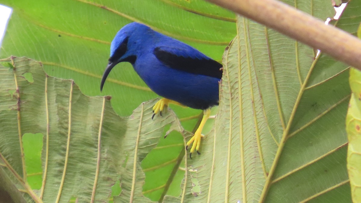 Purple Honeycreeper - ML613650957