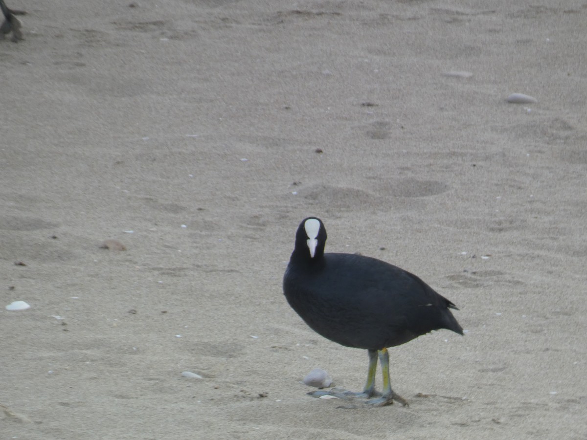 Eurasian Coot - ML613650963