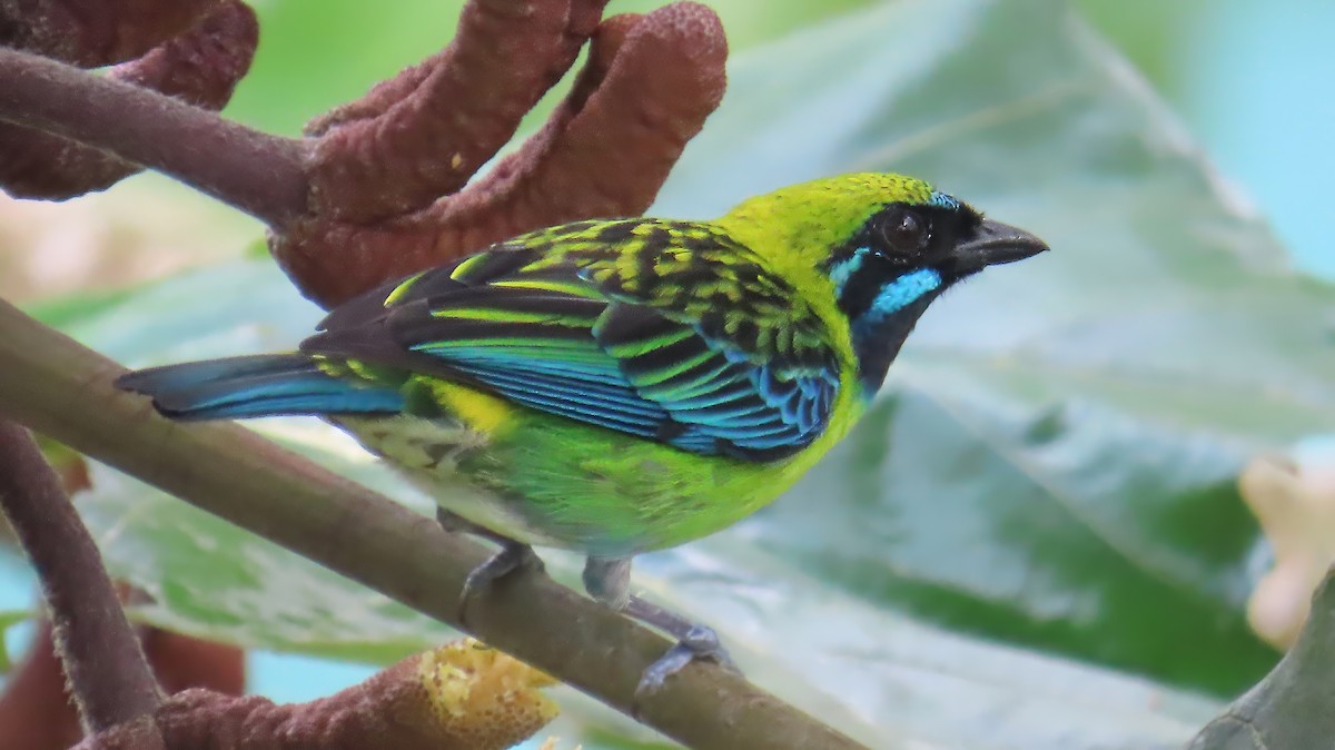 Blue-whiskered Tanager - ML613650979