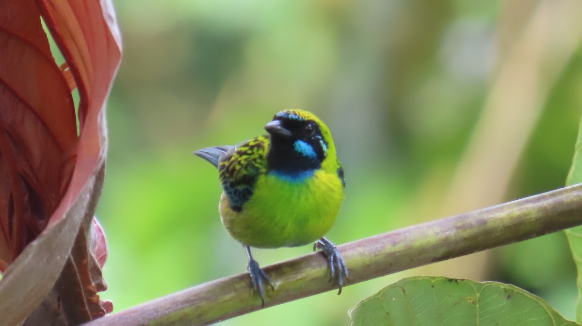 Blue-whiskered Tanager - ML613650981