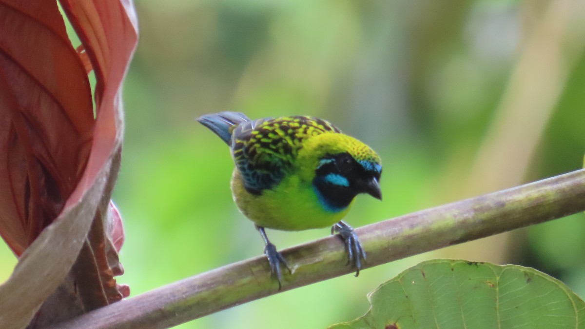 Blue-whiskered Tanager - ML613650985