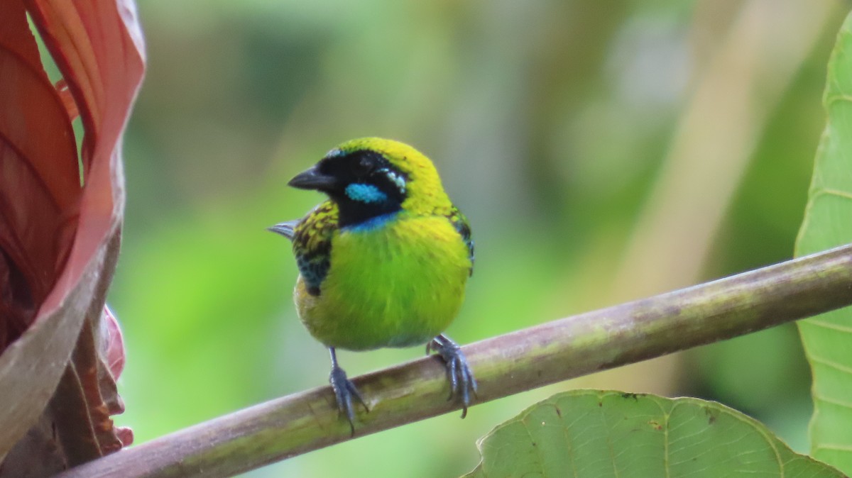 Blue-whiskered Tanager - ML613650986