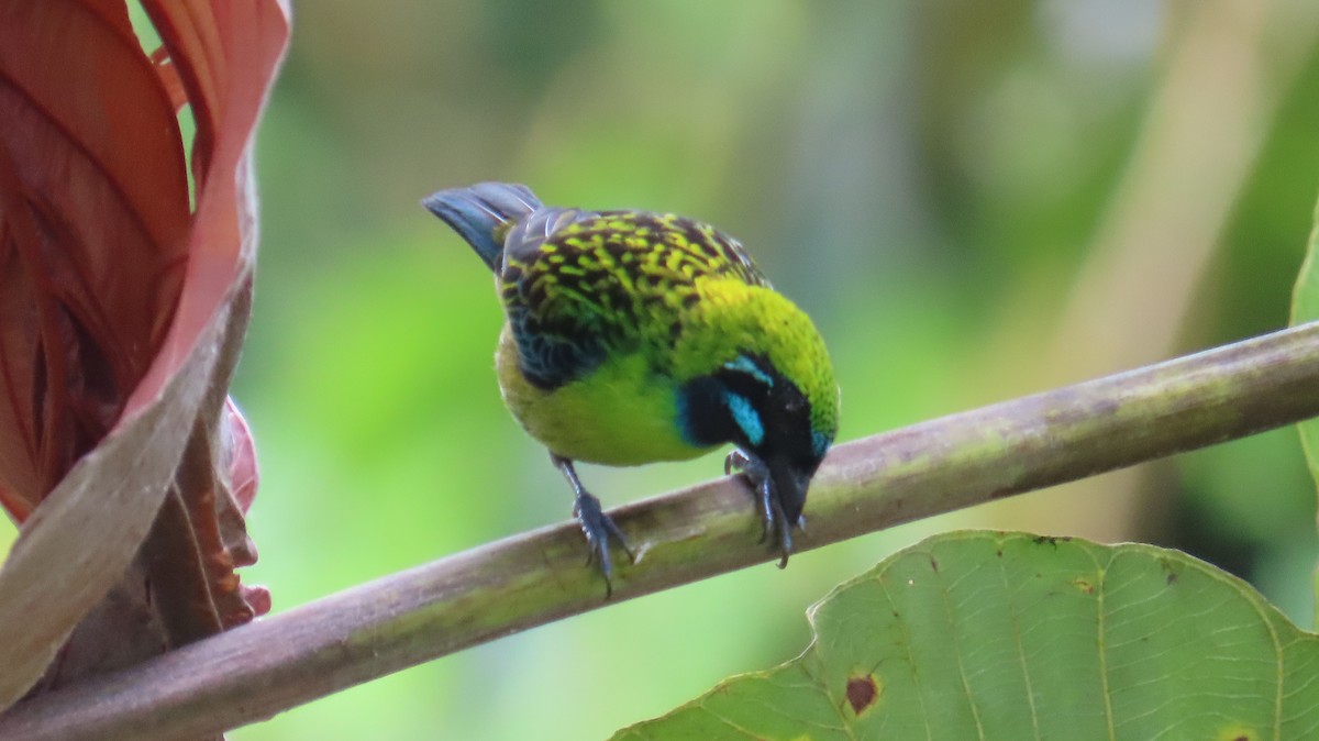 Blue-whiskered Tanager - ML613650987