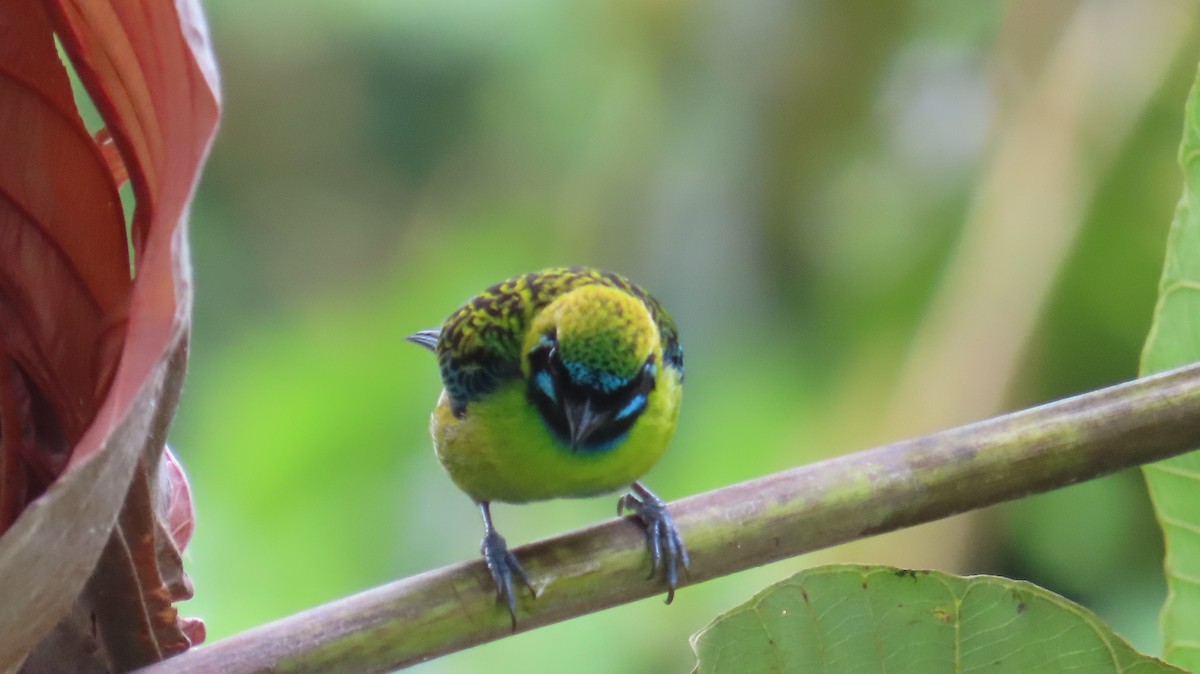 Blue-whiskered Tanager - ML613650988