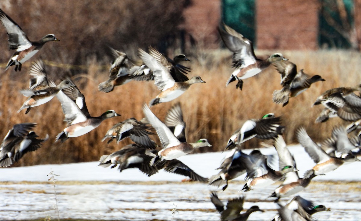 American Wigeon - ML613651000