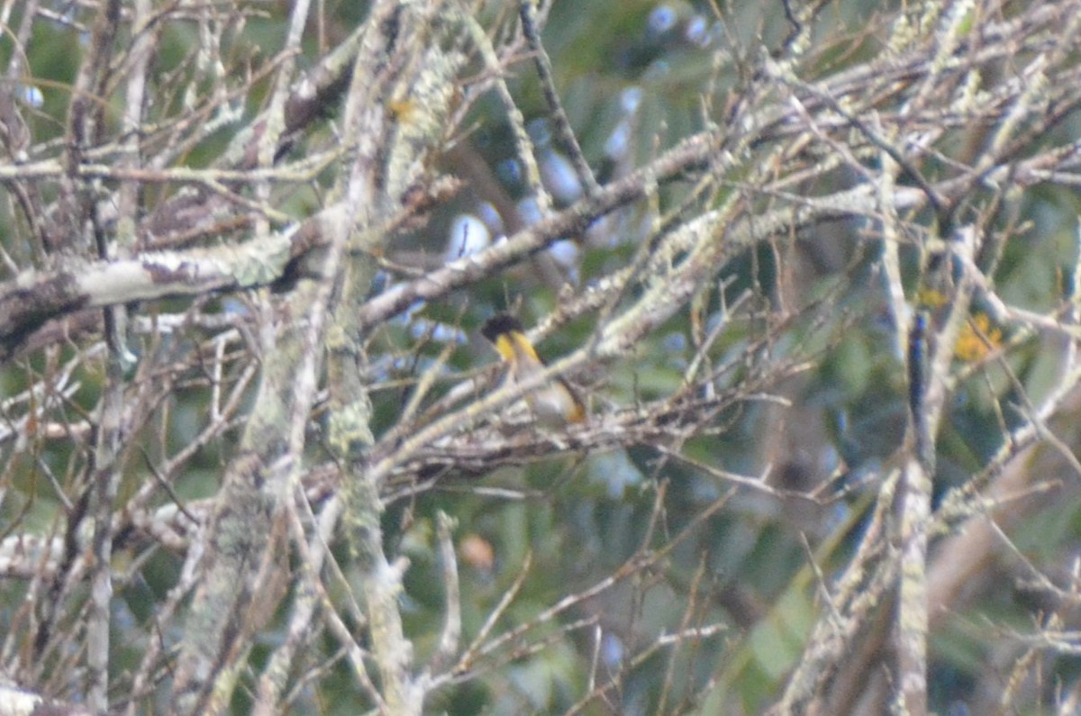 American Redstart - ML613651010