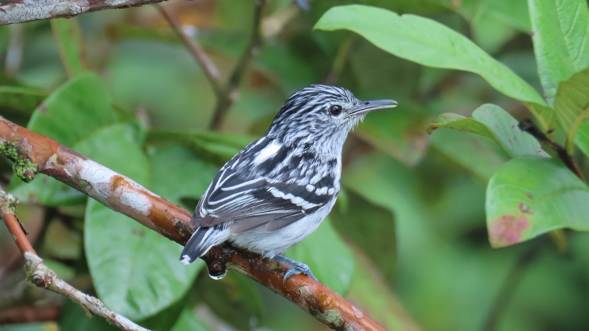 Pacific Antwren - ML613651013