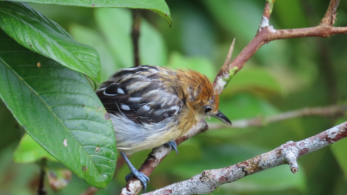 Pacific Antwren - ML613651014