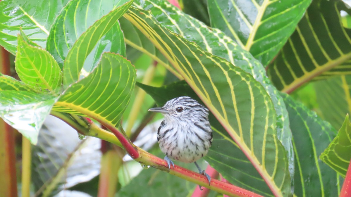 Pacific Antwren - ML613651015