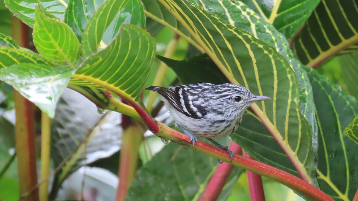 Pacific Antwren - ML613651016