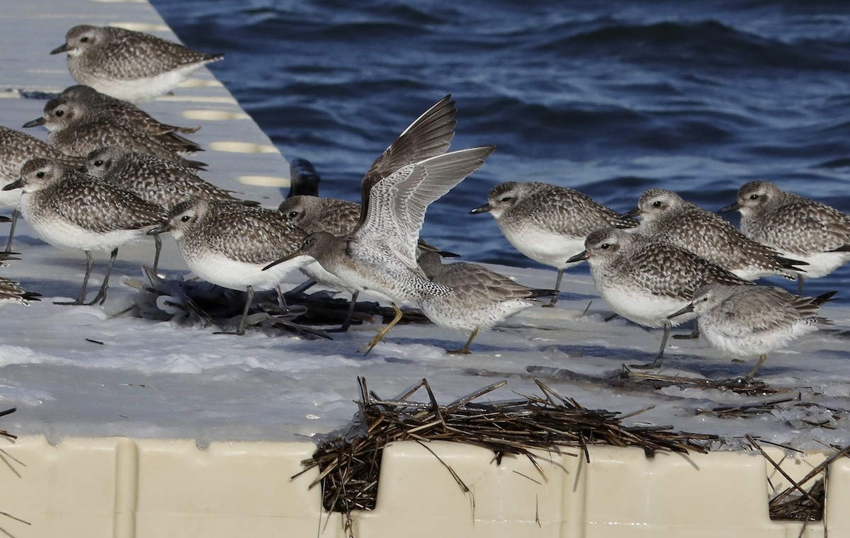 Long-billed Dowitcher - Ken Feustel