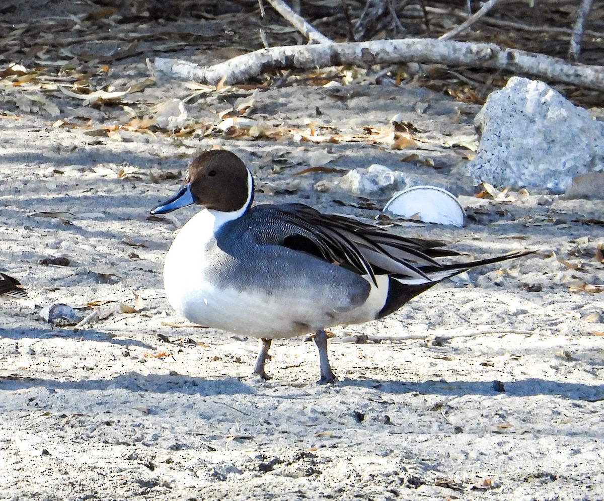 Northern Pintail - ML613651024