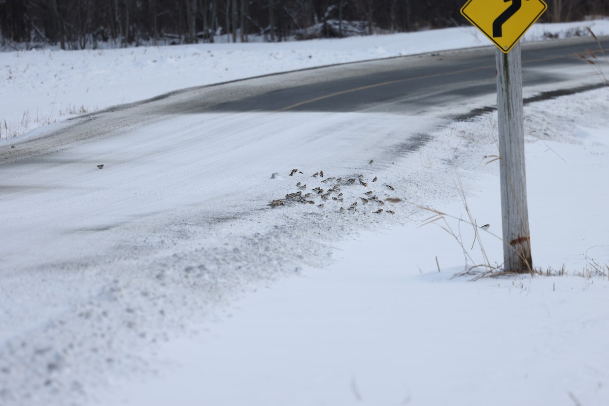 Snow Bunting - ML613651036