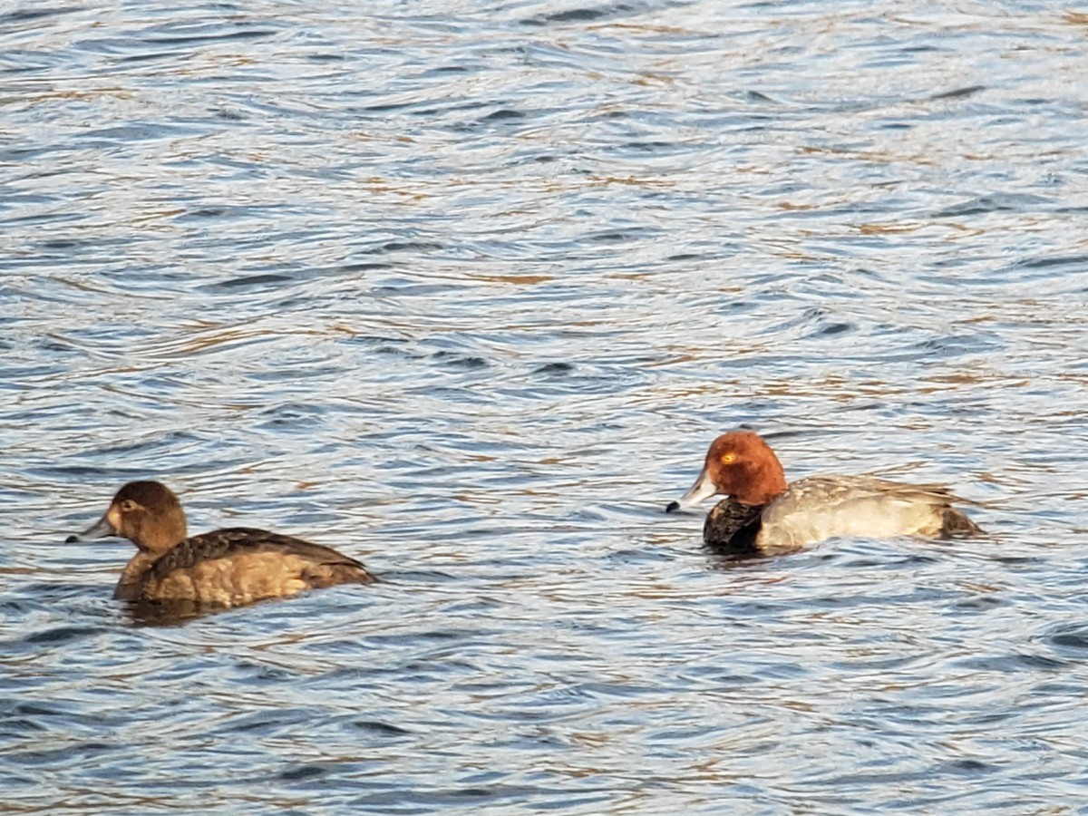 Redhead - ML613651041