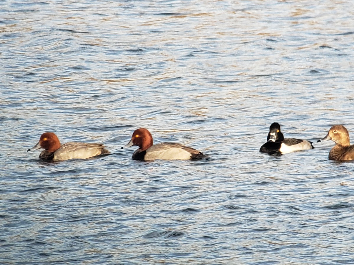 Redhead - Deanna Emig