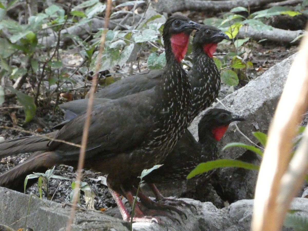 Crested Guan - ML613651074