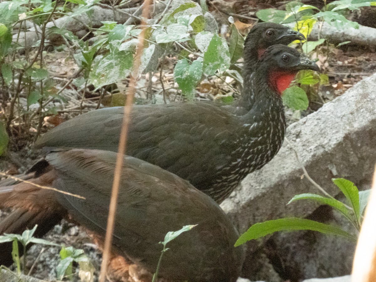 Crested Guan - ML613651075