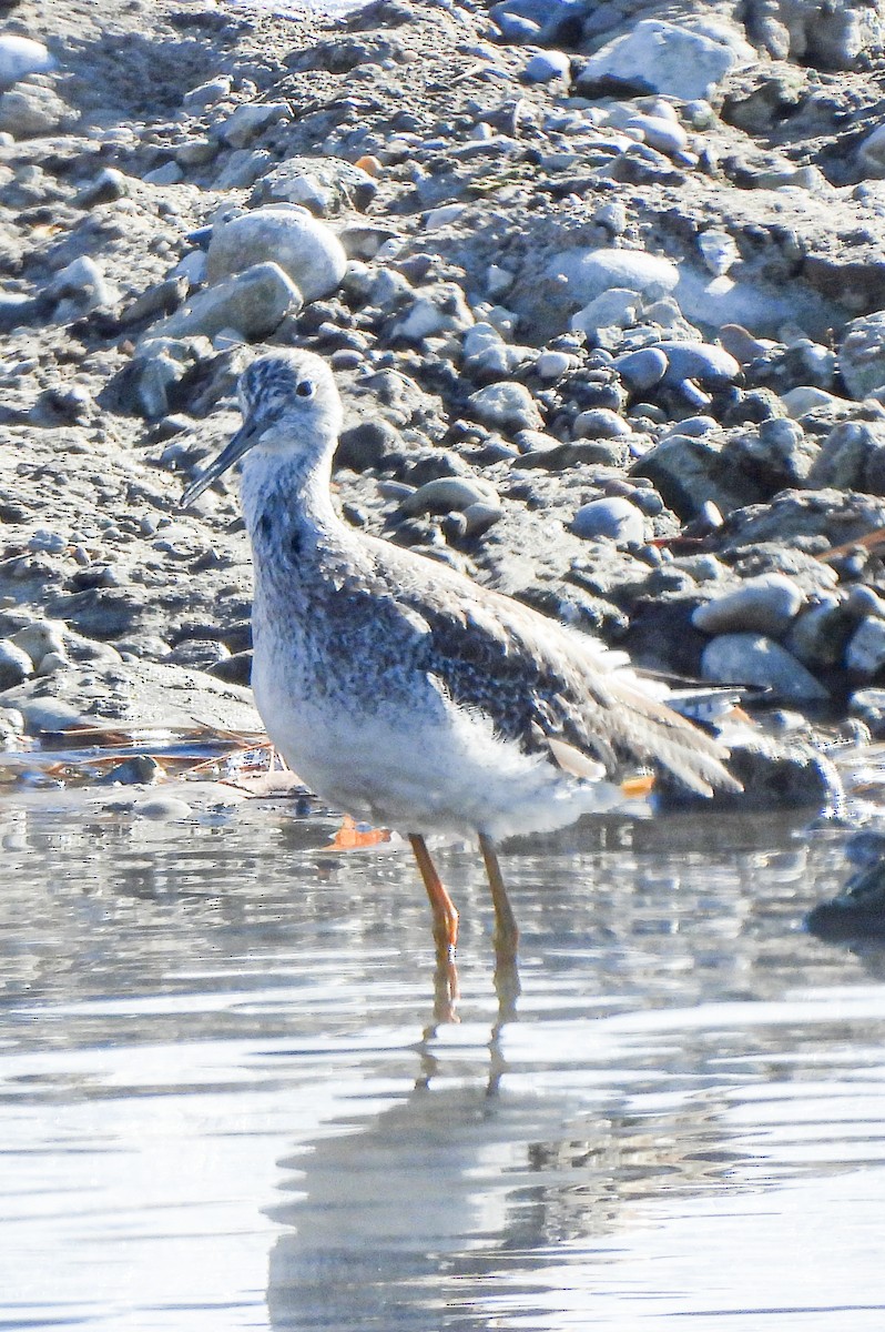 Greater Yellowlegs - Tamara Aho