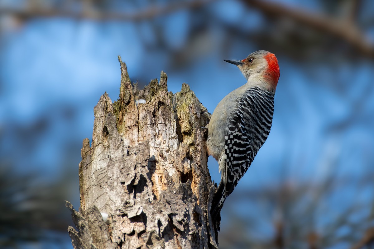 Red-bellied Woodpecker - ML613651194