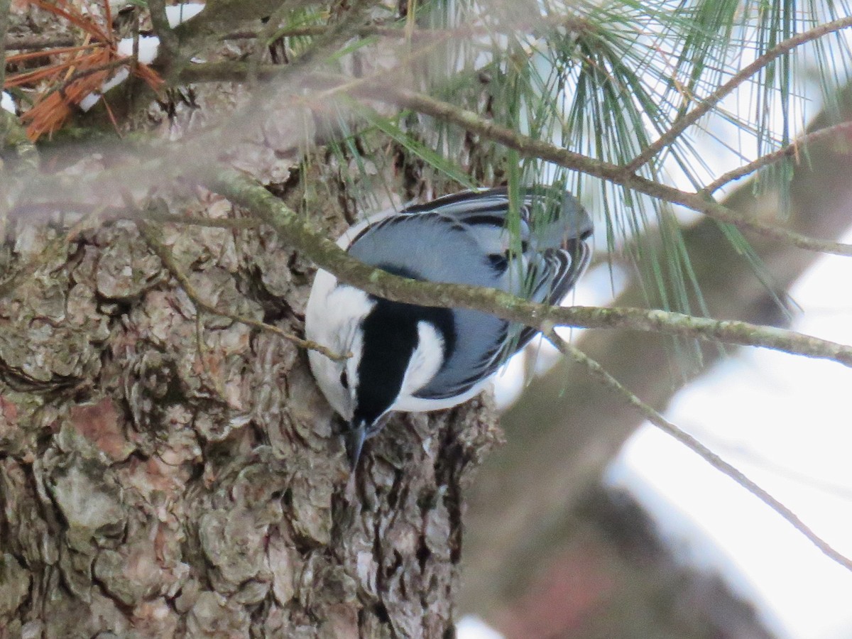 White-breasted Nuthatch - ML613651195