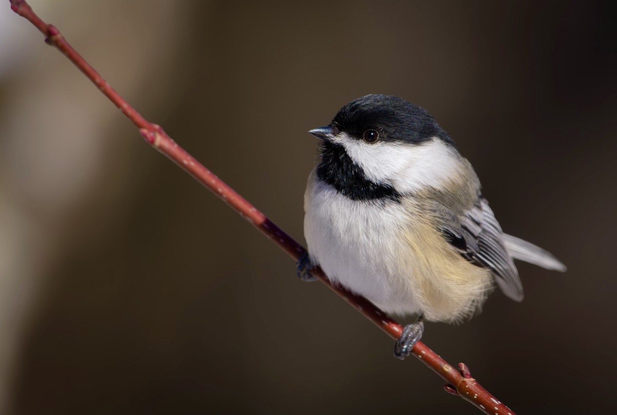 Black-capped Chickadee - ML613651207