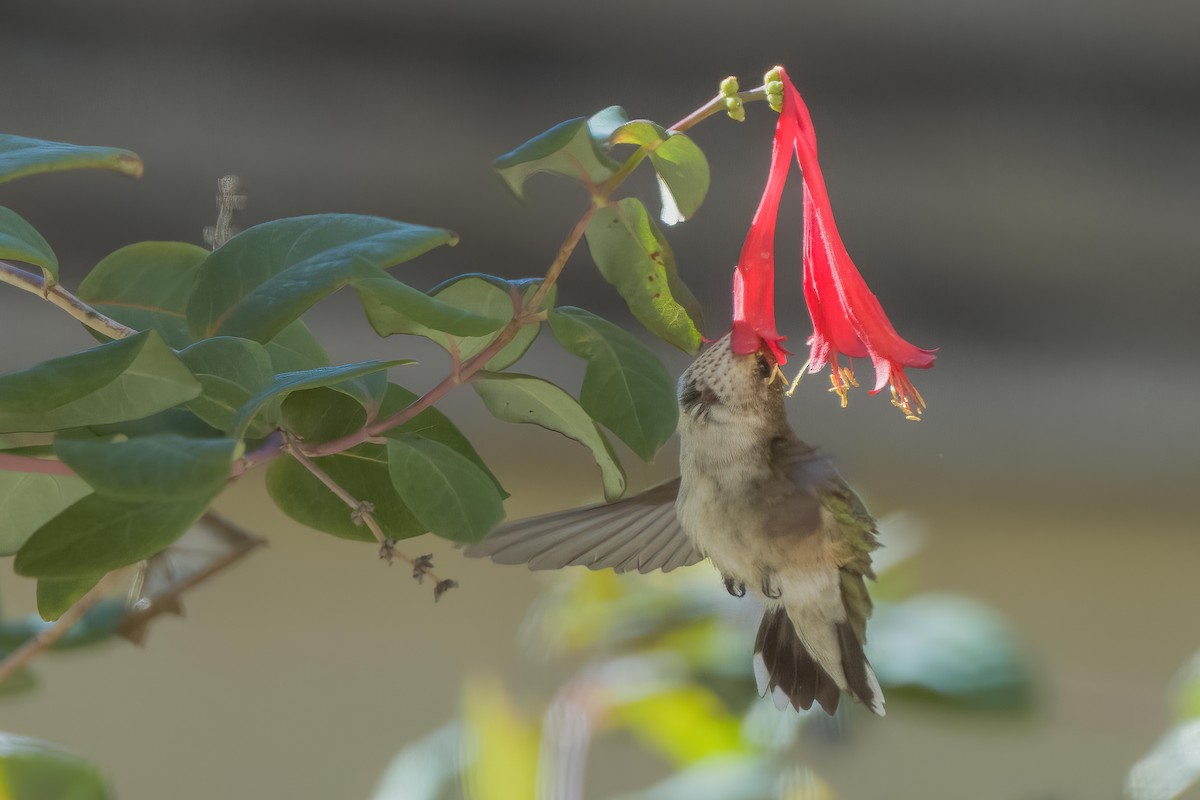 Calliope Hummingbird - ML613651225