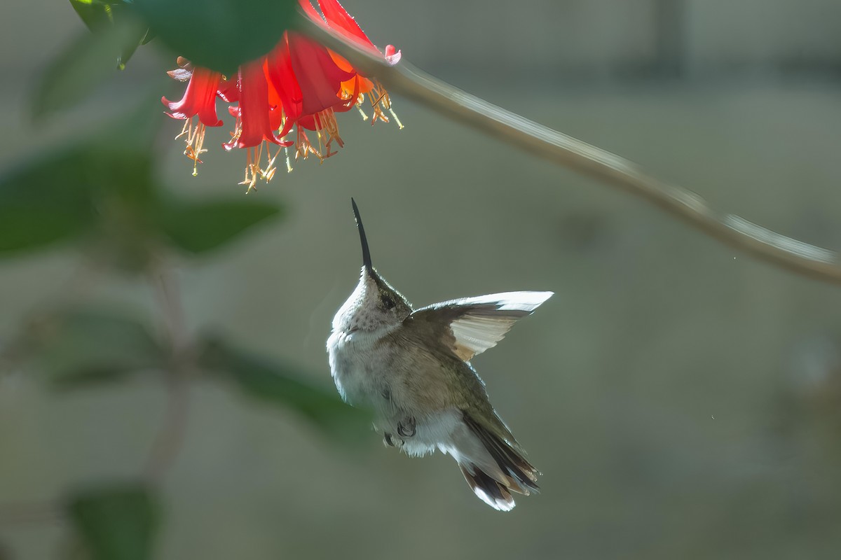 Calliope Hummingbird - ML613651233