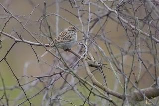 Brewer's Sparrow - ML613651252