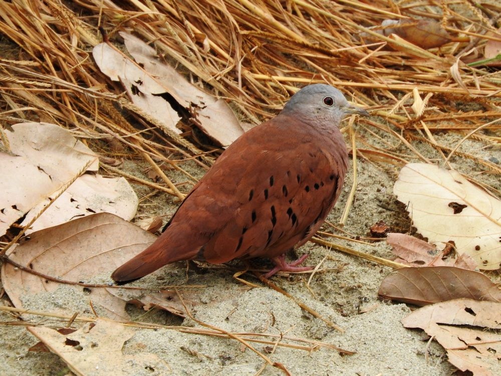 Ruddy Ground Dove - ML613651259