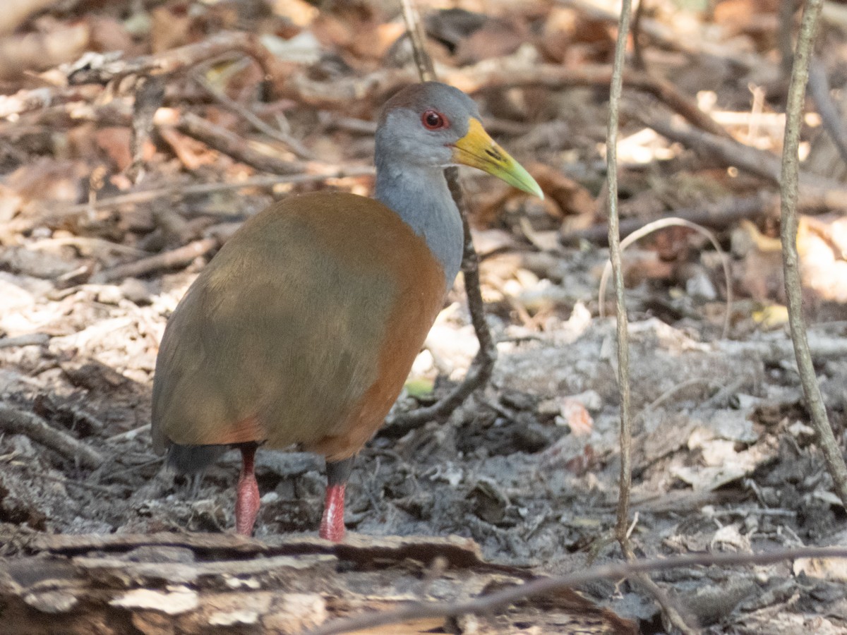 Russet-naped Wood-Rail - ML613651312