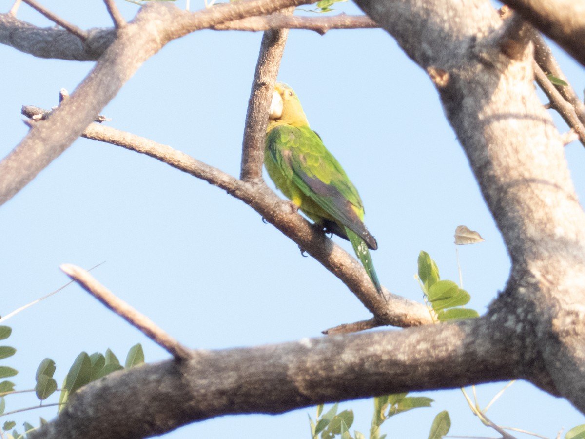 Orange-fronted Parakeet - Dylan Osterhaus