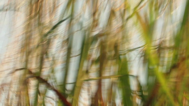 Black-breasted Parrotbill - ML613651370