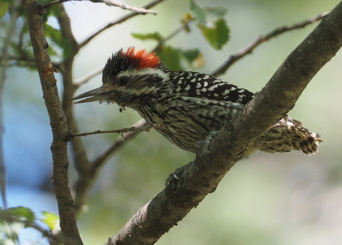 Striped Woodpecker - ML613651371