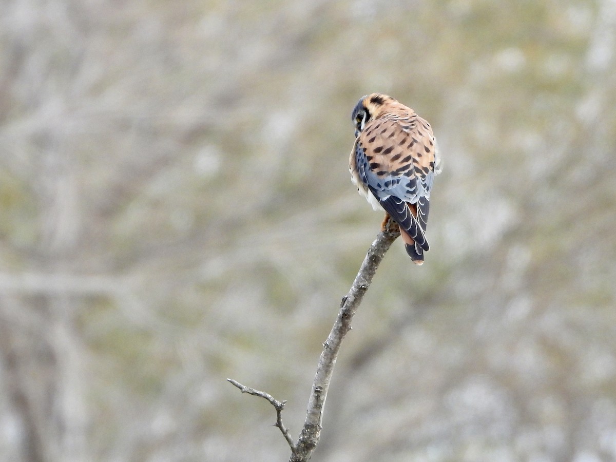 American Kestrel - ML613651396