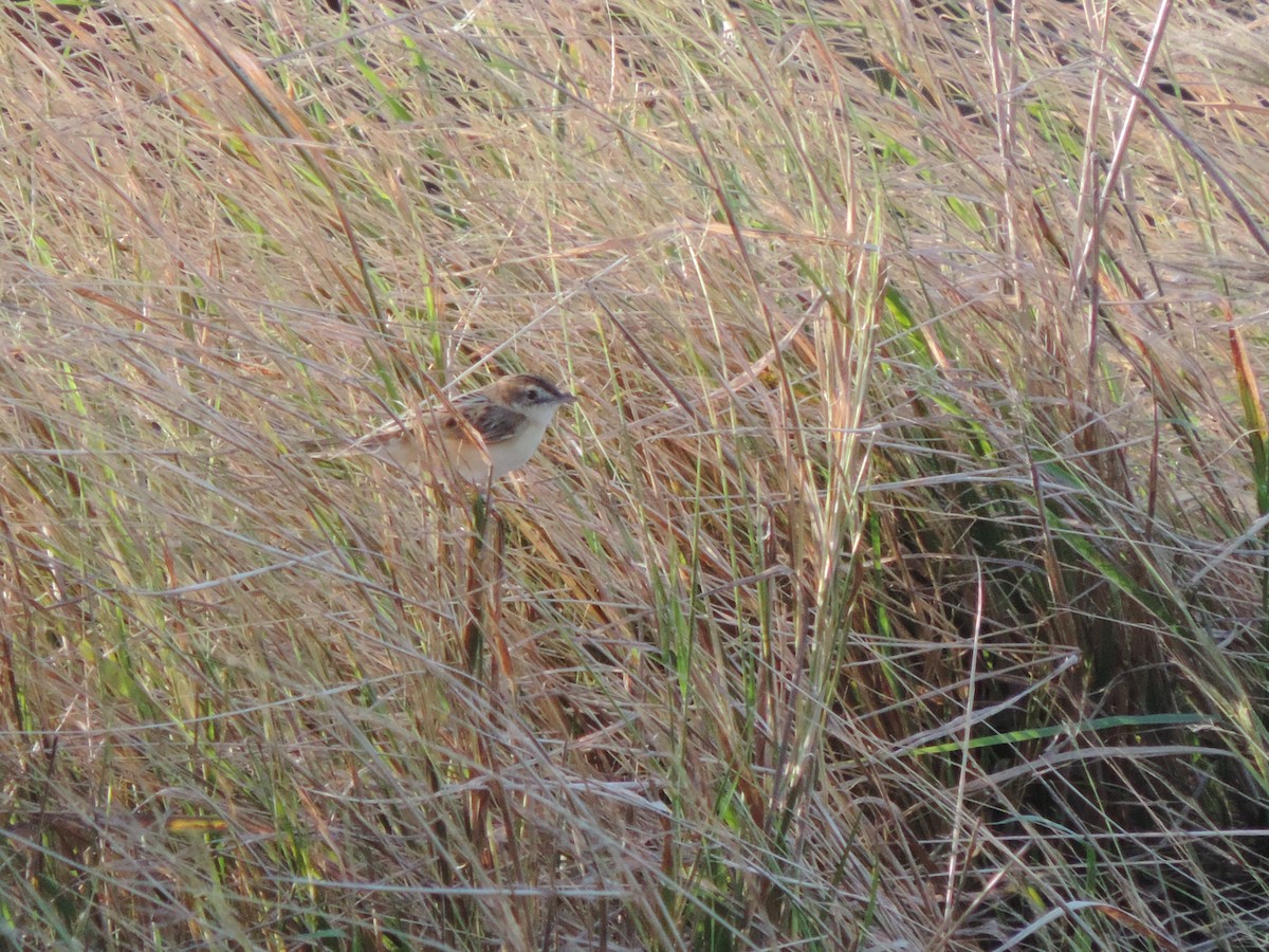 Zitting Cisticola - ML613651434