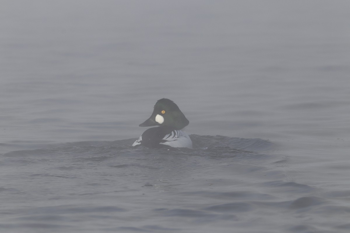 Common Goldeneye - ML613651437