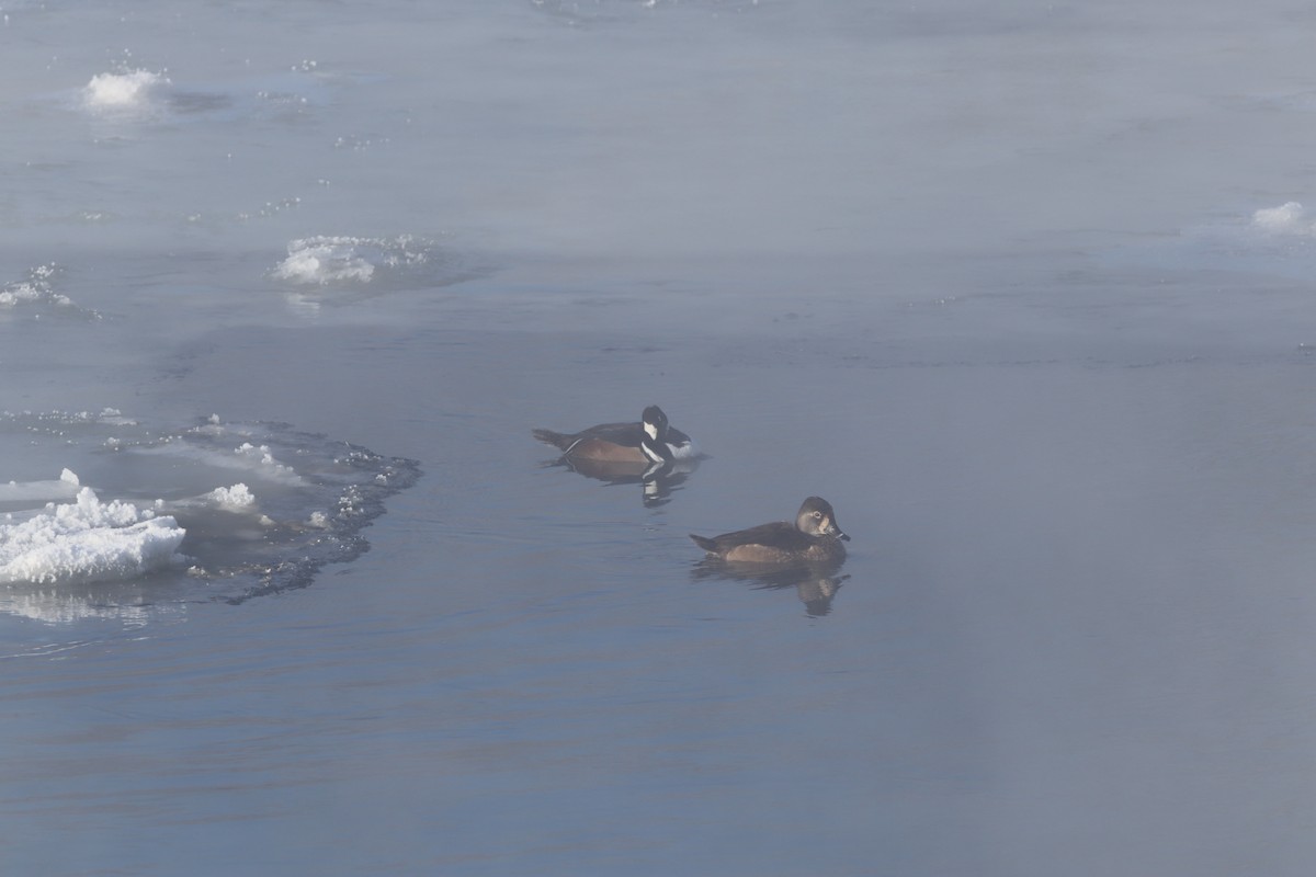 Hooded Merganser - Laurie Brewster