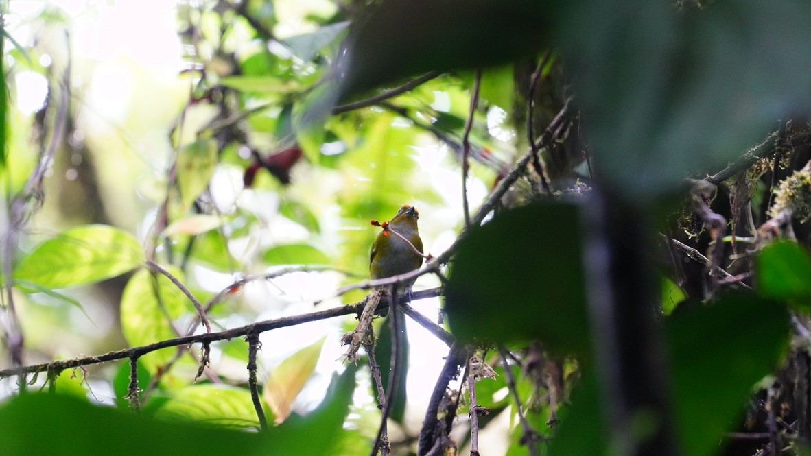 euphonia sp. - ML613651531