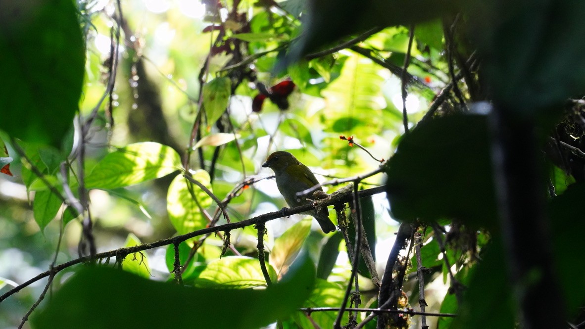 Euphonia sp. - ML613651539